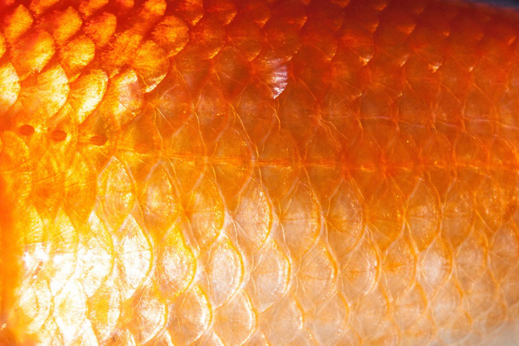 A picture showing wet scales belongs to the sub category fish as one of the five
